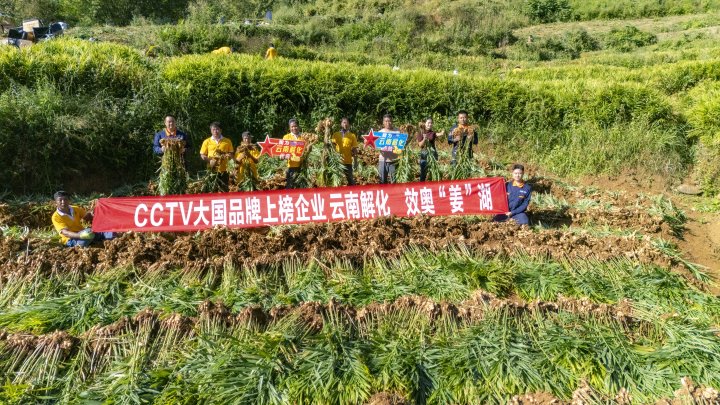 墨江象鼻村生姜大丰收！从种植、施肥到采摘，，，，，，云南解化全程“呵护”